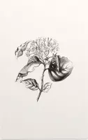 Kornoelje zwart-wit plus (Dogwood) - Foto op Forex - 60 x 90 cm