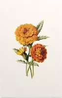 Goudsbloem (Marigold Whie) - Foto op Forex - 80 x 120 cm