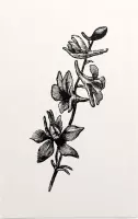 Ridderspoor zwart-wit (Larkspur) - Foto op Forex - 30 x 45 cm