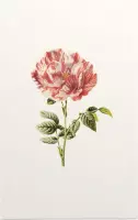 Darnastroos (York Lancaster Rose White) - Foto op Forex - 60 x 90 cm