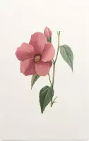 Hibiscus Aquarel (Hibiscus) - Foto op Forex - 40 x 60 cm