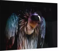 Roofvogel op zwarte achtergrond - Foto op Plexiglas - 60 x 40 cm