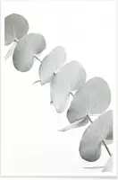 JUNIQE - Poster Eucalyptus White 3 -20x30 /Groen & Wit