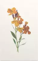 Muurbloempje (Wallflower) - Foto op Forex - 30 x 45 cm