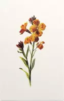 Muurbloempje (Wallflower White) - Foto op Forex - 40 x 60 cm