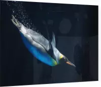 Duikende keizerspinguïn - Foto op Plexiglas - 60 x 40 cm