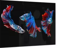 Blauwe siamese kempvissen op zwarte achtergrond - Foto op Plexiglas - 60 x 40 cm