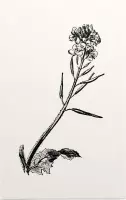 Herik zwart-wit (Charlock) - Foto op Forex - 80 x 120 cm