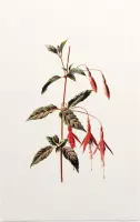 Bellenplant (Fuchsia White) - Foto op Forex - 30 x 45 cm