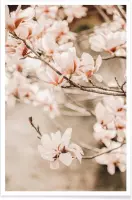 JUNIQE - Poster Magnolias 1 -40x60 /Bruin & Ivoor