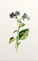 Blauwklokje (Browallia White) - Foto op Forex - 60 x 90 cm