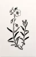 Zonneroosje zwart-wit (Rock Rose) - Foto op Forex - 60 x 90 cm