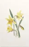 Gele Narcis (Daffodil) - Foto op Forex - 80 x 120 cm