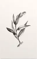 Wilg zwart-wit (Huntingdon Willow) - Foto op Forex - 60 x 90 cm