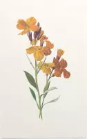 Muurbloempje (Wallflower) - Foto op Forex - 80 x 120 cm