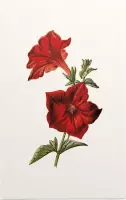 Crimson Petunia (Crimson Petunia White) - Foto op Forex - 30 x 45 cm