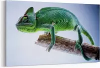 Schilderij - Kleurrijke kameleon — 90x60 cm