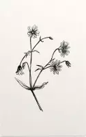 Grote Muur zwart-wit (Greater Stitchwort) - Foto op Forex - 30 x 45 cm