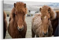 Schilderij - IJslandse paarden — 90x60 cm