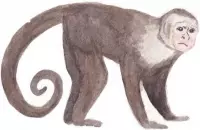 Muursticker klein aapje | Aapjes muursticker | Babykamer safari thema sticker | Aapjes sticker van 18x12cm