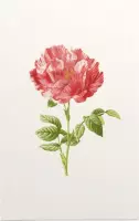 Darnastroos (York Lancaster Rose) - Foto op Forex - 60 x 90 cm