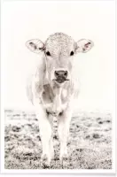 JUNIQE - Poster Blonde Cattle Maverick -20x30 /Ivoor