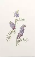 Vogelwikke (Tufted Vetch) - Foto op Forex - 80 x 120 cm