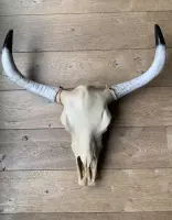 Skull buffelschedel - beige met zwarte uiteinden