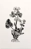 Gewone Dotterbloem zwart-wit (Marsh Marigold) - Foto op Forex - 40 x 60 cm