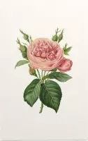 Roos Aquarel (Rose) - Foto op Forex - 60 x 90 cm