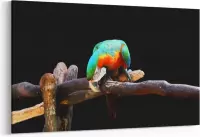 Schilderij - Arara vogel — 100x70 cm