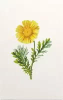 Gekroonde Ganzenbloem (Garland Daisy) - Foto op Forex - 40 x 60 cm