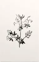 Rankende Helmbloem zwart-wit (Climbing Corydalis) - Foto op Forex - 100 x 150 cm