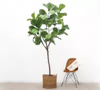 Kunstplant Ficus boom - 250cm hoog
