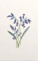 Hyacinthus (Hyacinth) - Foto op Forex - 60 x 90 cm