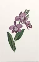 Orchidee Aquarel 1 (Orchid) - Foto op Forex - 80 x 120 cm