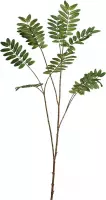 PTMD  leaves plant licht groen salix blad tak