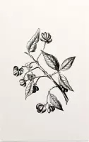 Kardinaalsmuts zwart-wit (Spindle Tree) - Foto op Forex - 100 x 150 cm