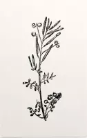 Kleine Veldkers zwart-wit (Hairy Bitter Cress) - Foto op Forex - 80 x 120 cm