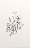 Duinroos zwart-wit Schets (Burnet-Leaved Rose) - Foto op Forex - 100 x 150 cm