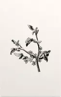 Apium Inundatum zwart-wit (Procumbent Marsh Wort) - Foto op Forex - 100 x 150 cm