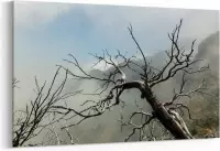 Schilderij - Droge dode bomen in mistige bergen — 100x70 cm