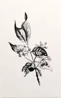 Kardinaalsmuts zwart-wit (Spindle Tree) - Foto op Forex - 60 x 90 cm