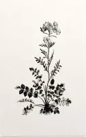 Pinksterbloem zwart-wit (Ladys Smock) - Foto op Forex - 30 x 45 cm