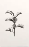 Els zwart-wit (Leaved Alder) - Foto op Forex - 80 x 120 cm