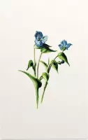 Dagbloem (Commelina White) - Foto op Forex - 80 x 120 cm