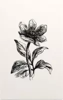 Pioenroos zwart-wit (Peony) - Foto op Forex - 30 x 45 cm