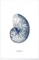 JUNIQE - Poster Nautilus Shell II -13x18 /Blauw & Wit