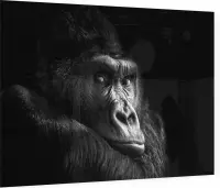 Gorilla op zwarte achtergrond - Foto op Plexiglas - 90 x 60 cm