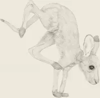 poster dieren kangoeroe